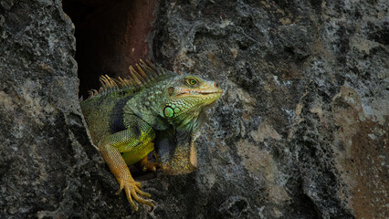 iguana gargoyle