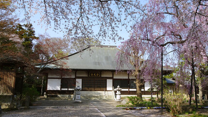 浄光寺の本堂の前に満開のしだれ桜／日本埼玉県東松山市