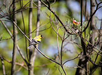 Goldfinch