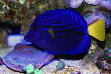 The purple tang or yellowtail tang - (Zebrasoma xanthurum)