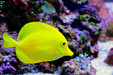 Fototapeta na wymiar Yellow tang fish - Zebrasoma Flavescens