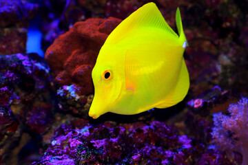 Naklejka na ściany i meble Yellow tang fish - Zebrasoma Flavescens