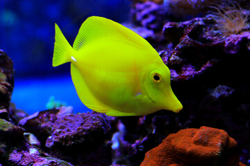 Yellow tang fish - Zebrasoma Flavescens