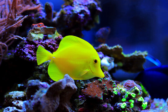 Yellow tang fish - Zebrasoma Flavescens