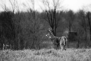 Naklejka na ściany i meble White-tailed deer buck (odocoileus virginianus) during the Wisconsin rut
