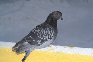 pigeon on the beach
