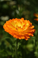 flower of calendula