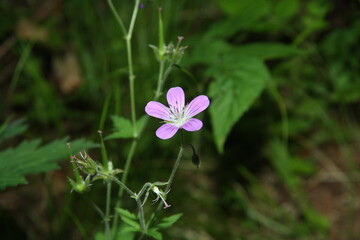 flower in the forest