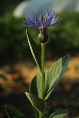 bumblebee on a flower