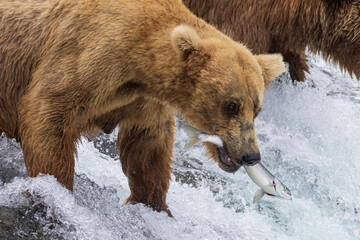 Wild coastal brown bear catching fish in the river by Brooks Falls in Katmai National Park (Alaska). 