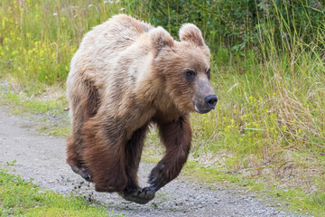 A wild coastal brown bear by the coast in Katmai National Park in Alaska. 