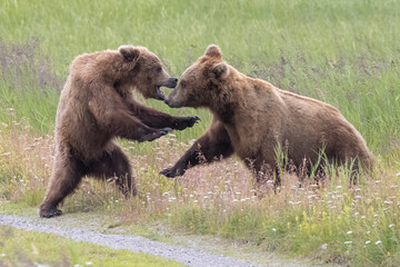 Obraz na płótnie Canvas Wild coastal brown bears courting each other by the coast of Katmai National Park in Alaska. 