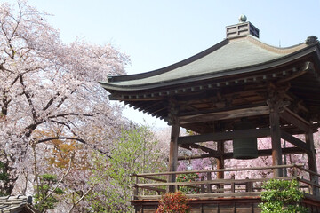 満開の桜と浄光寺の鐘楼／日本埼玉県東松山市