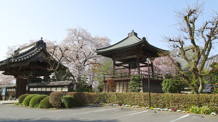 Obraz premium 桜が満開の浄光寺・山門と鐘楼／日本埼玉県東松山市