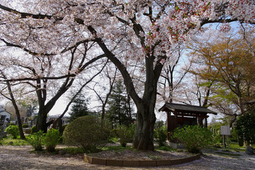 Fototapeta premium 桜が満開の浄光寺／日本埼玉県東松山市