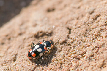 little ladybird perched on a wall 