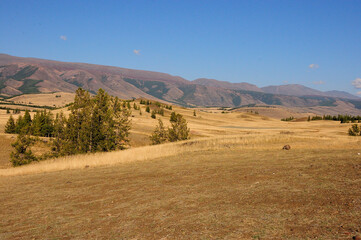 Autumn dried steppe with low hills overgrown with tall pine trees against the backdrop of mountain ranges.