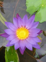 pink water lily