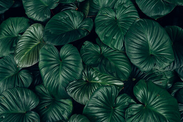 Naklejka na ściany i meble closeup nature view of green leaf and palms background. Flat lay, dark nature concept, tropical leaf