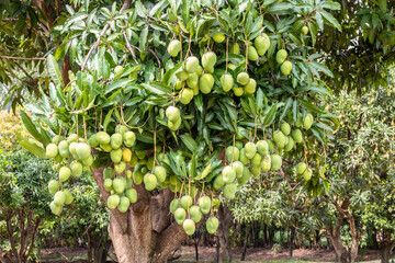Mango Fruits are Ripening on mango tree orchard in Brazil pomar de árvores