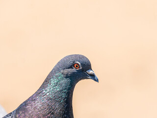 Plucky Pigeon