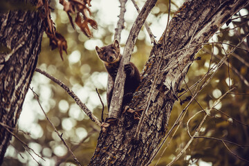 Pine Martin