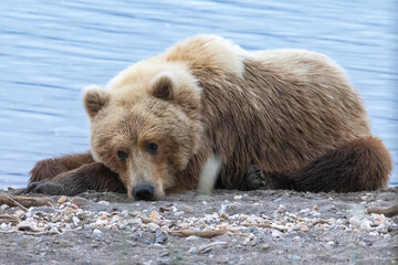 Obraz premium Wild xoastal brown bear taking a nap on the beach in Katmai National Park (Alaska).