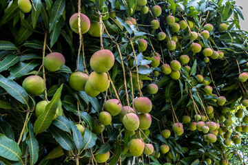 Mango Fruits are Ripening on mango tree orchard in Brazil pomar de árvores