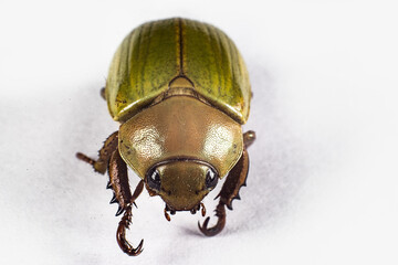 isento, macrofotografia close inseto macro