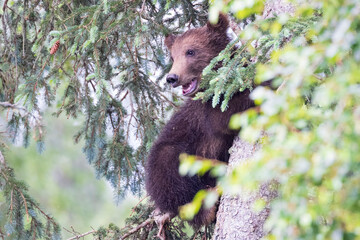 A wild brown bear cub in Katmai National Park (Alaska).