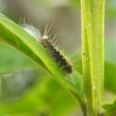 caterpillar on a leaf