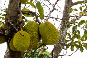 View of jackfruit fruit in an orchard of jackfruit (Artocarpus heterophyllus) trees on a site in...