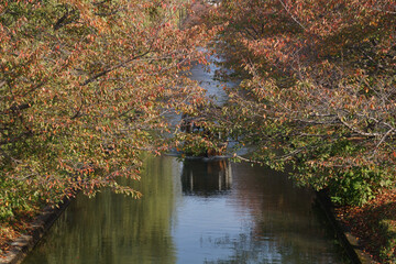 桜の紅葉の中を進む十石舟