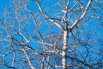 Bare aspen tree in winter