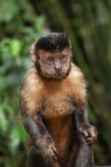 Rio de Janeiro, RJ, Brazil, 2022 - Capuchin monkey grabs a cup of soda from a trash can to drink the beverage and eats a cornstarch biscuit at Emperor's Table belvedere