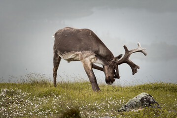 a deer standing on top of a grass covered field