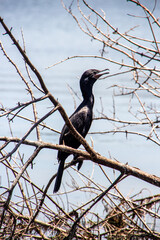 known bird with cormorant outdoors at Lagoa Rodrigo de Freitas in Rio de Janeiro.