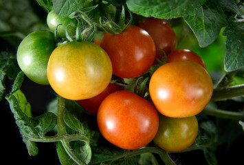 Fruit cluster of home-grown dwarf cherry tomato in red, green and orange color. Closeup shot