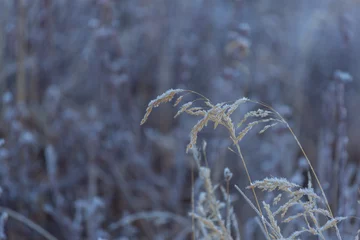 Foto op Aluminium Frozen meadow © Galyna Andrushko