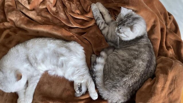 Petting cat lying on sofa in living room. Sleepy british cat couple washing up.
