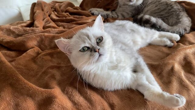 British cat lying on the sofa on its back, trying to sleep. British cat recovery. green eyes.