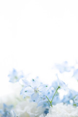 花　喪中　葬式　悲しみ　白　背景　青い花