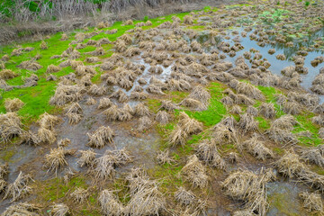 View of swamp with dry grass hills. Home for some birds.