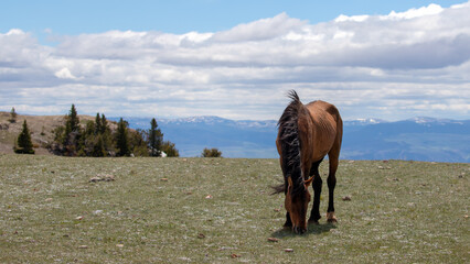 Bay dun wild horse stallion grazing above Big Horn Canyon in the western United States