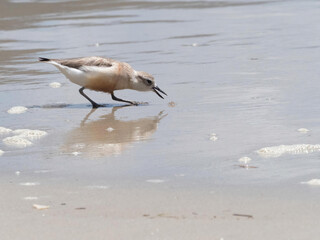 A New Zealand Dotterel (Charadrius obscurus ) leaning forwards about to catch a small beach crab.Scarce and endangered species