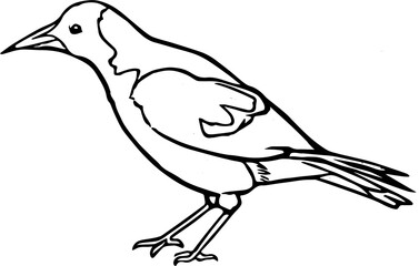 Hand drawn Australian Magpie