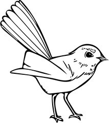 Hand drawn Willy Wagtail