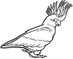 Hand drawn Yellow-crested Cockatoo