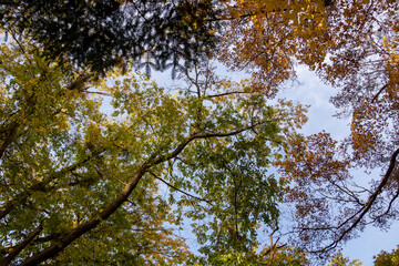 Obraz premium 黄葉し始めた初秋の林 