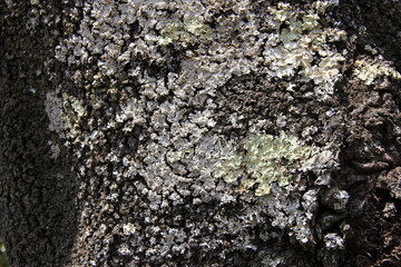 木の幹に着生している「ウメノキゴケ」